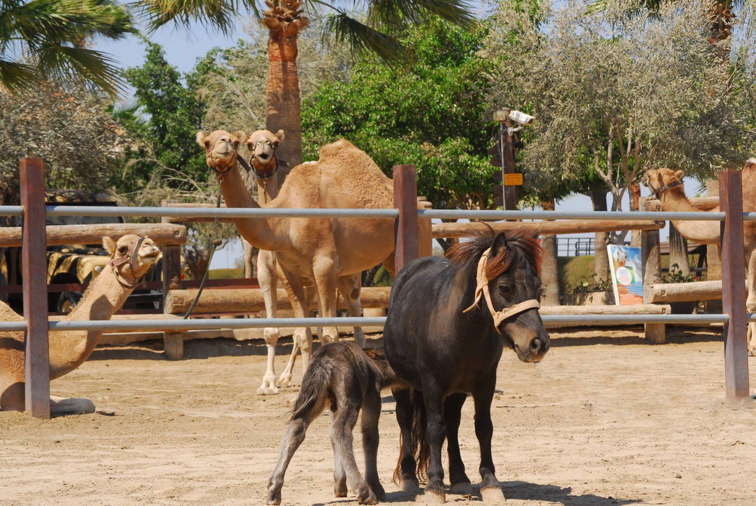  Park kamila Mazotos Kipar 